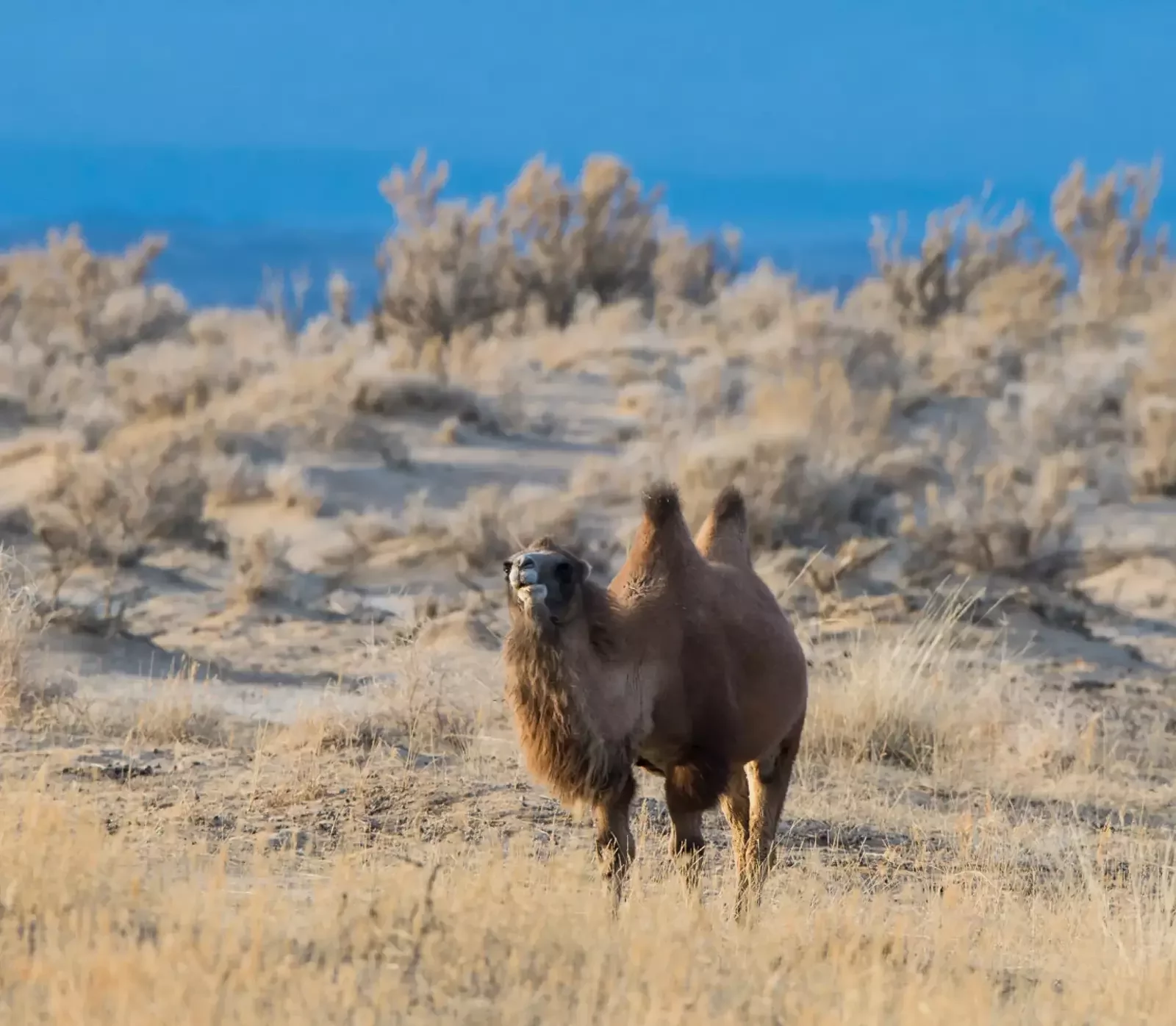Gobi to Naadam: Celebrating Mongolia’s Ancient Pulse