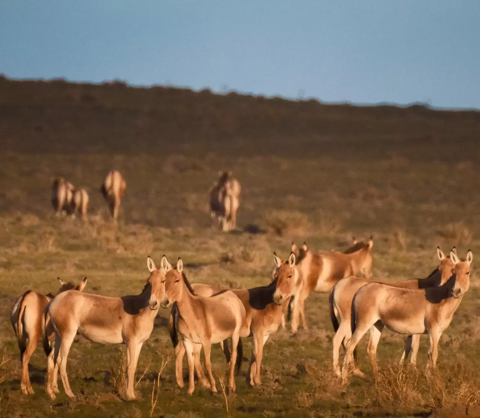 Gobi Unveiled: Prehistoric Landscapes & Cultural Legacy