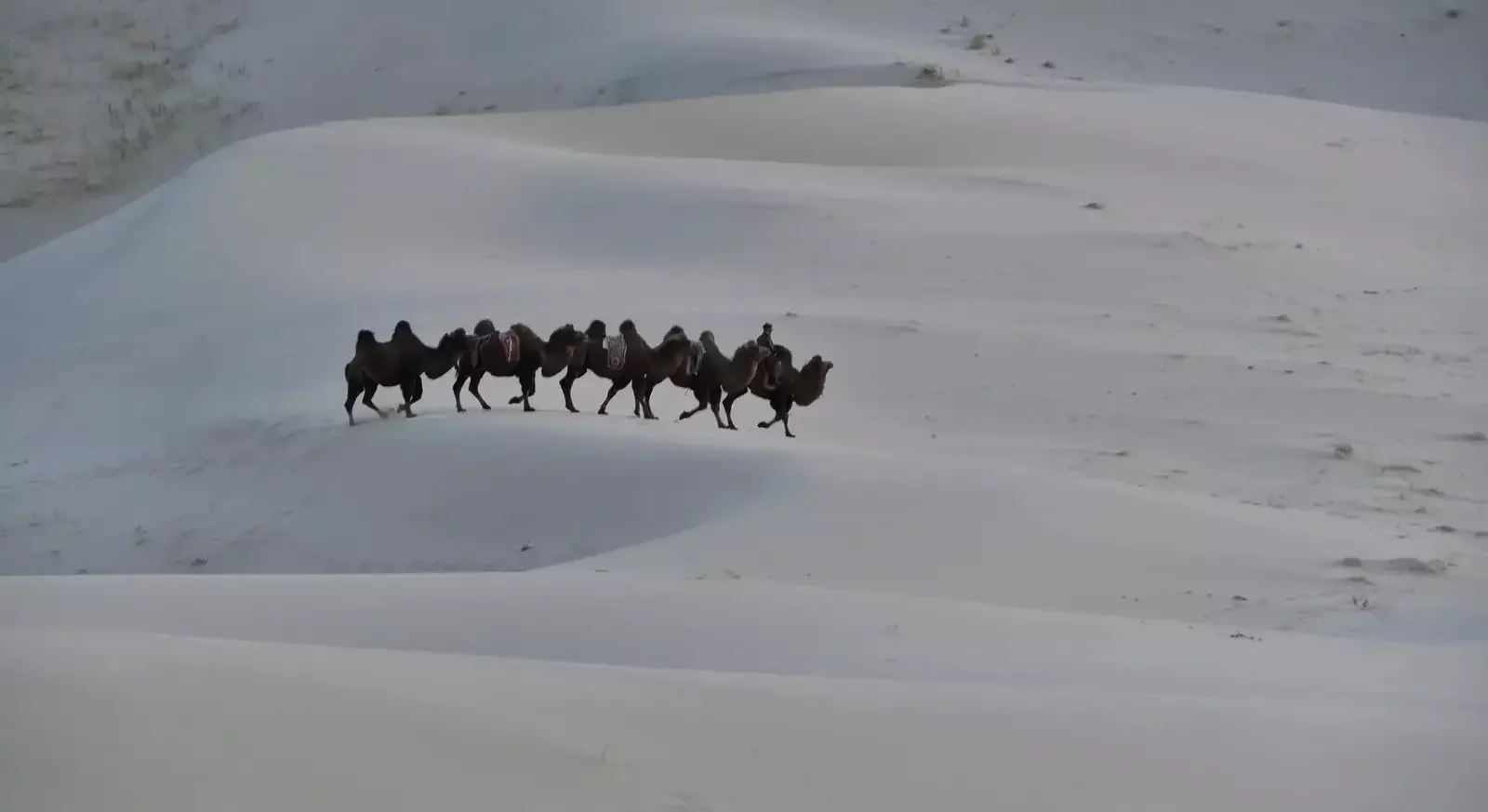 Bactrian camels trekking across the Gobi Desert during a multi-day camel trekking experience in Mongolia