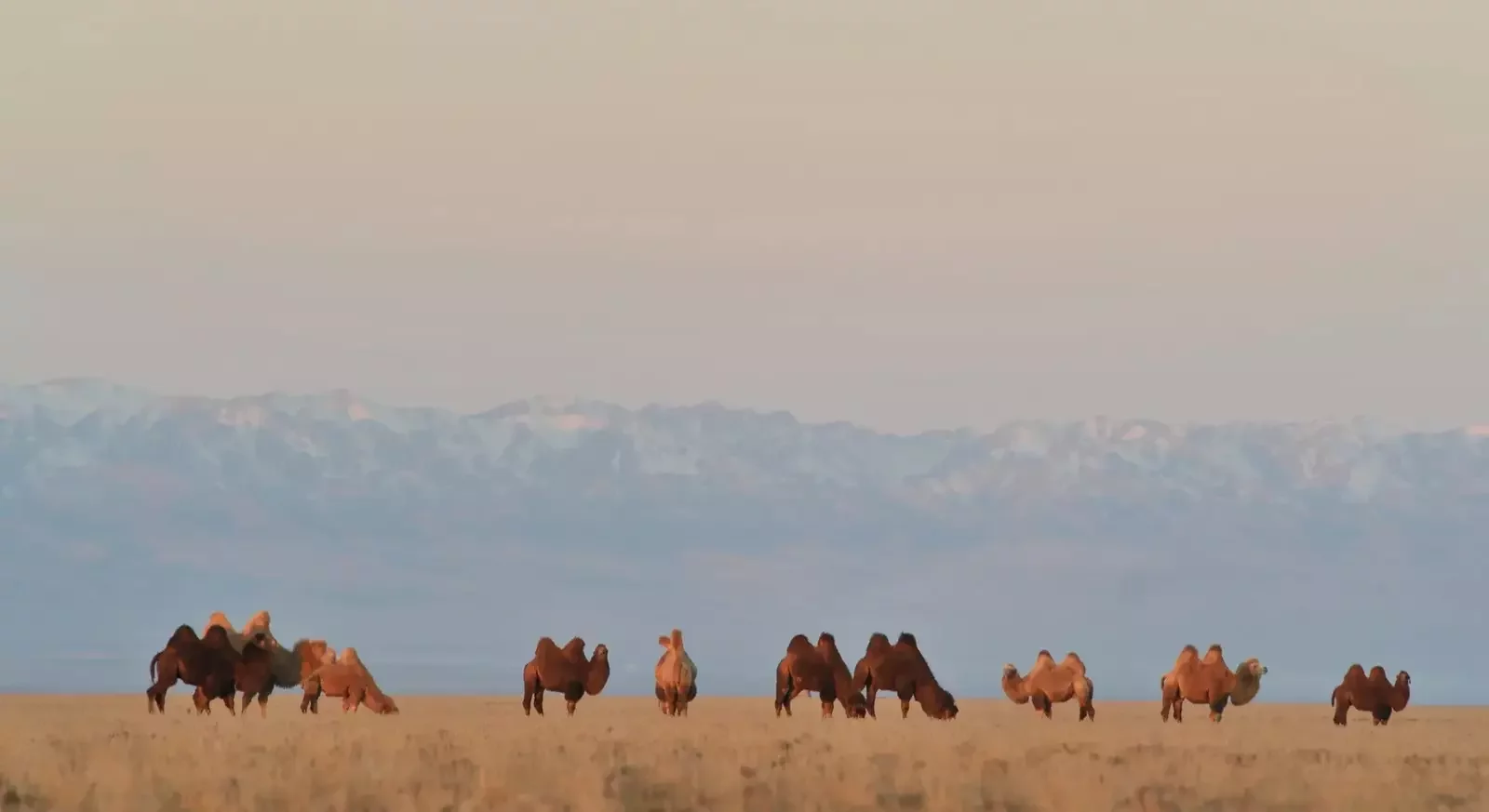 Camel trekking in the Gobi Desert, Mongolia