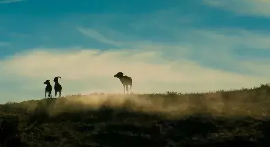 Naadam Festival – Mongolia’s Grand Celebration