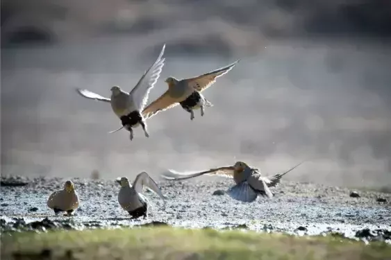Wild birds taking flight in a Mongolian wetland during a wildlife tour