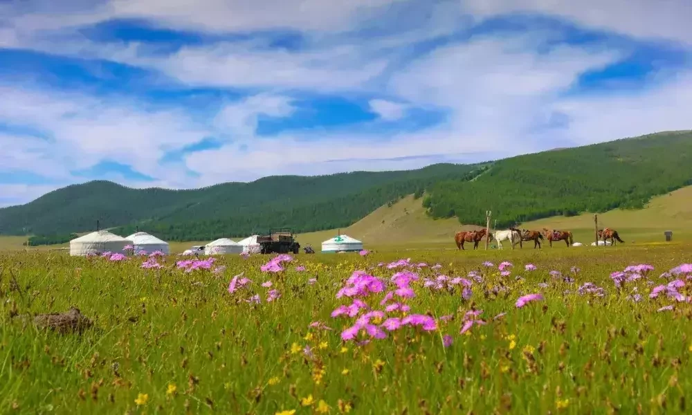 Wildflowers in a Mongolian meadow with yurts, horses, and green hills