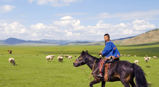 Horseback riding in Mongolia steppe with young nomadic rider and sheep herd