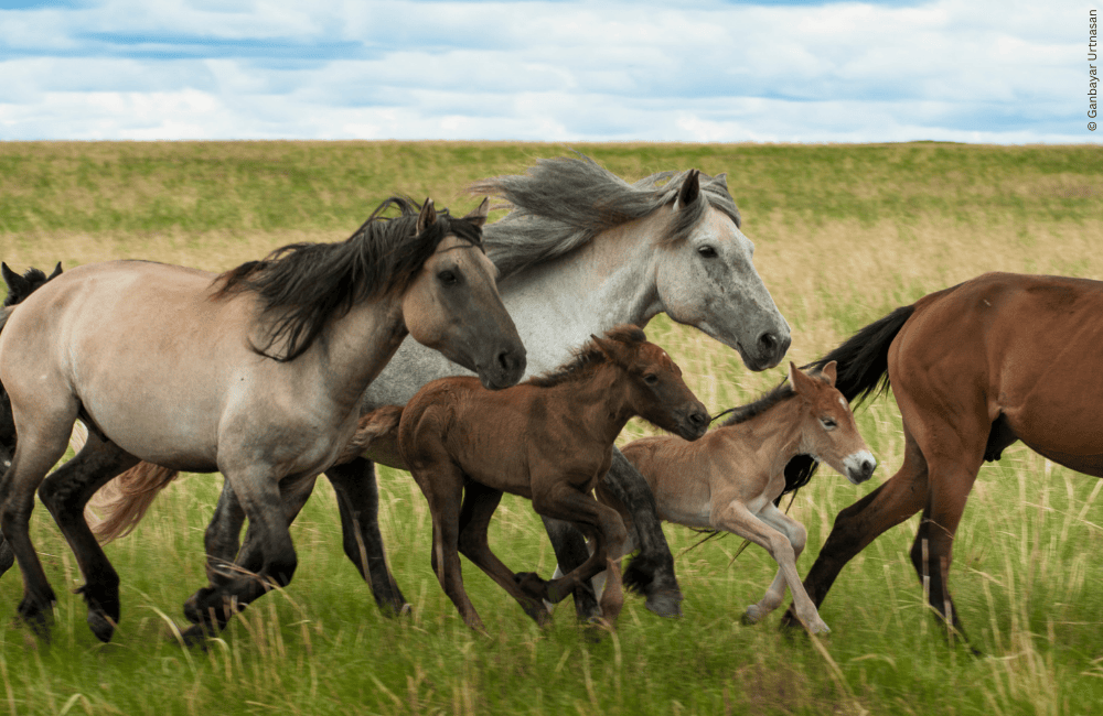 horses of Mangolia