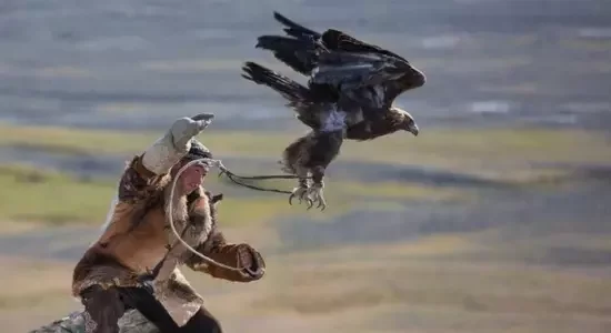 Hunting With eagle 