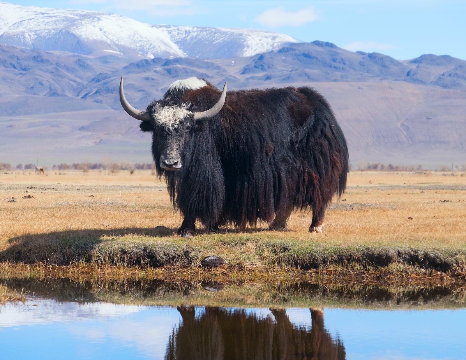 yaks in mangolia