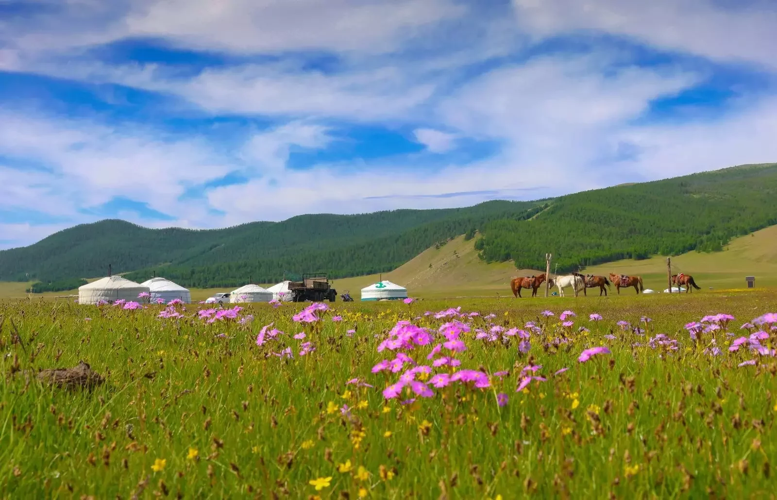 natural environment of mangolia