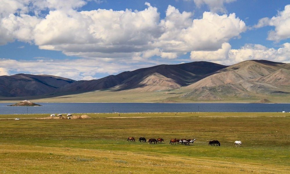 Horses grazing on the green steppes of Arkhangai Mongolia