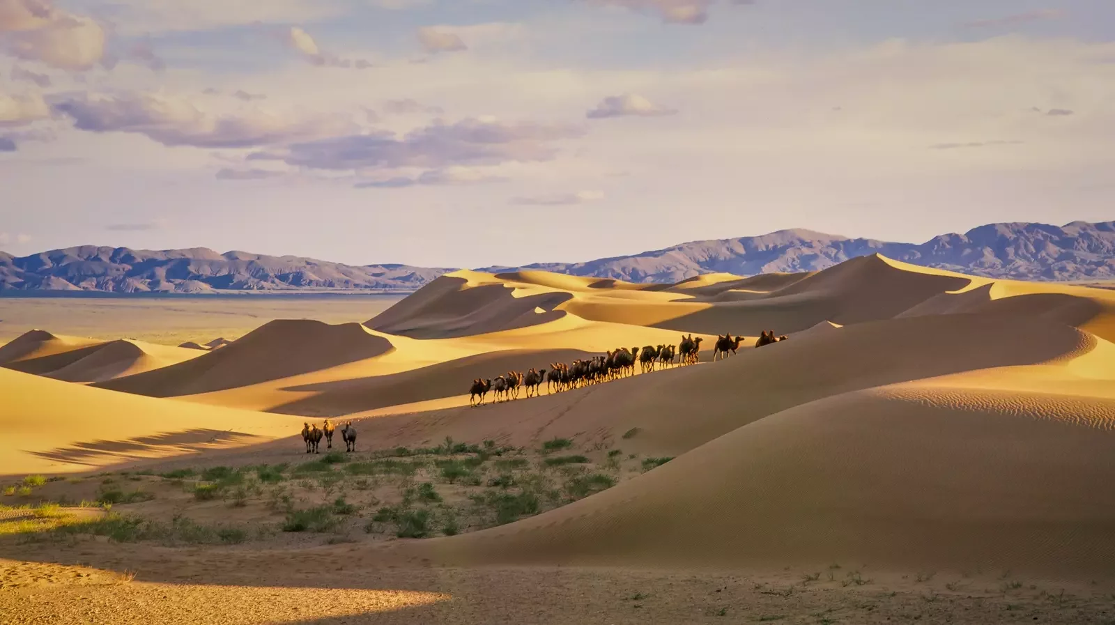 Camel Riding in the Gobi desert 