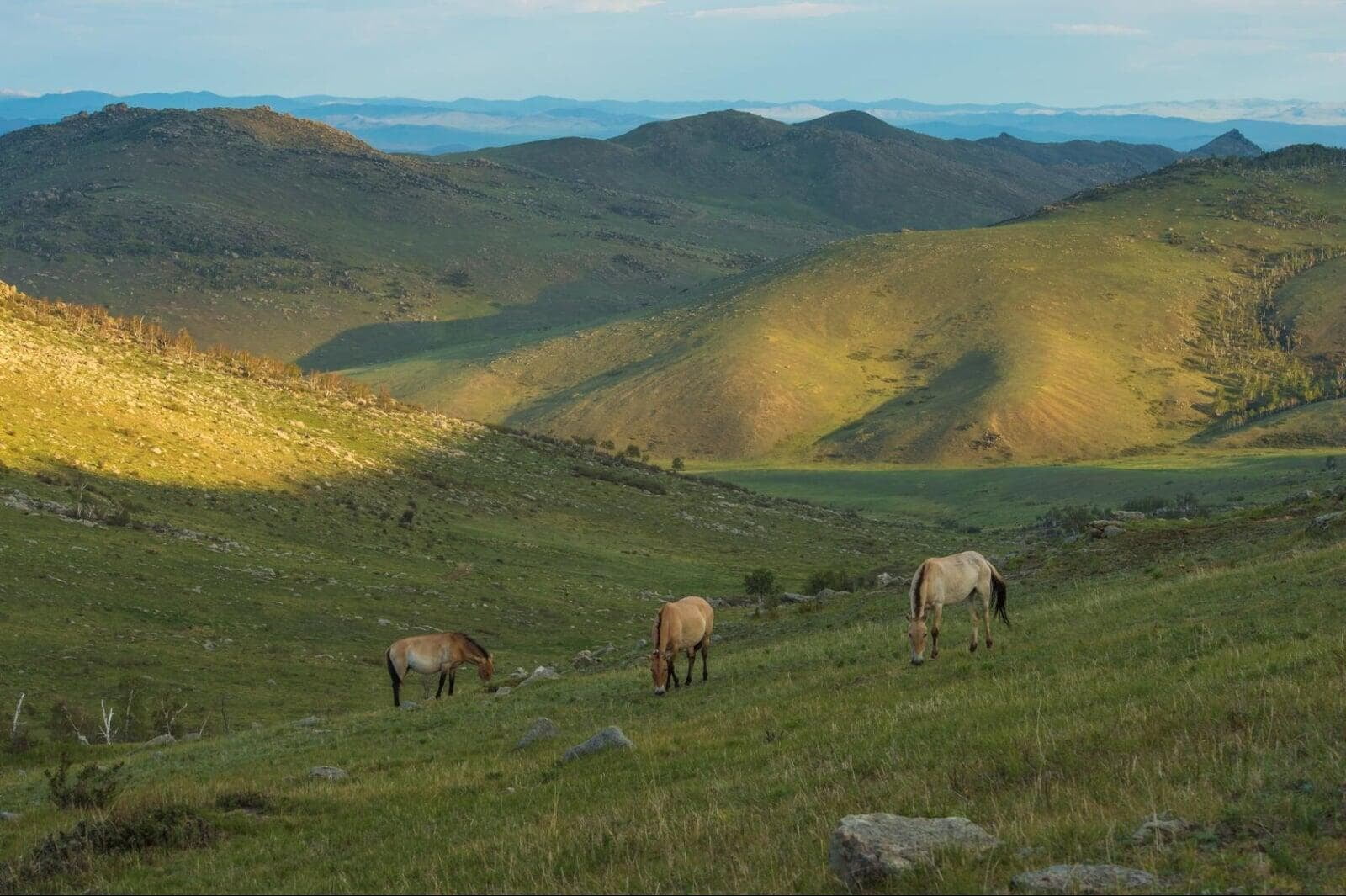 Scenic Khentii Mountains in Mongolia featuring rolling green ridges and grazing horses in Khan Khentii wilderness during a Mongolia tour trekking experience