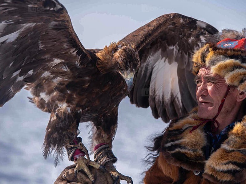 Traditional eagle hunter wearing fur clothing with a golden eagle perched on his gloved arm, wings spread wide against a mountain backdrop