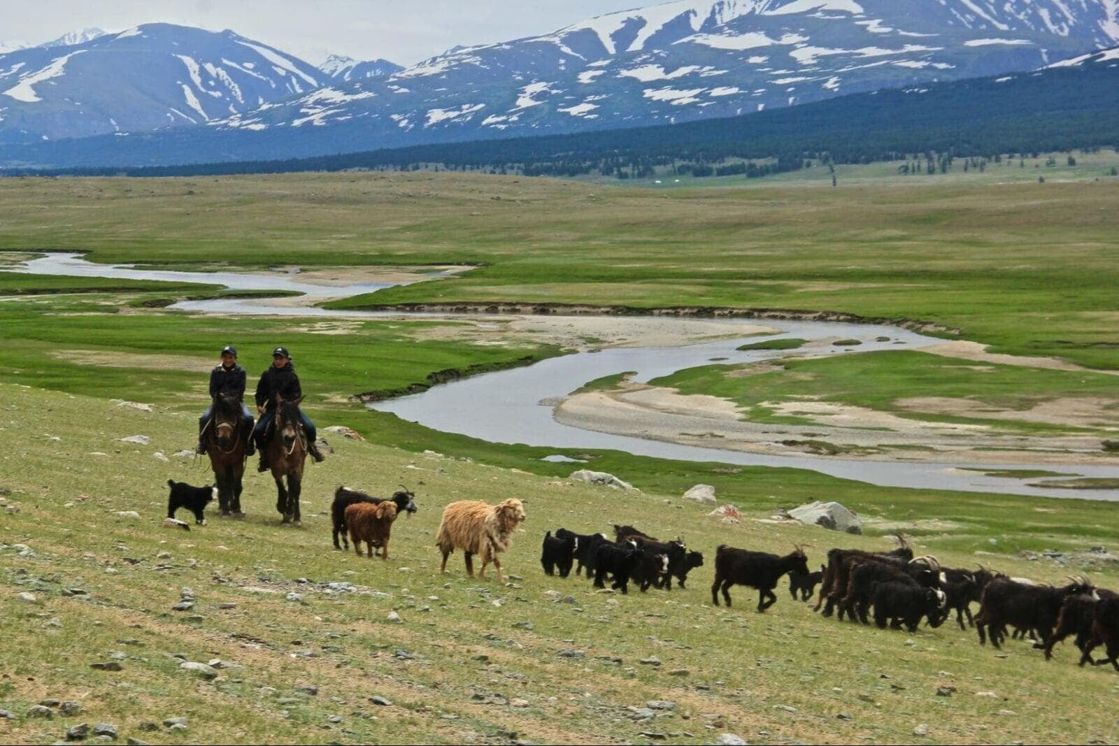 Scenic Mongolian hiking landscape with herders and livestock in Altai mountains during a Mongolia tour