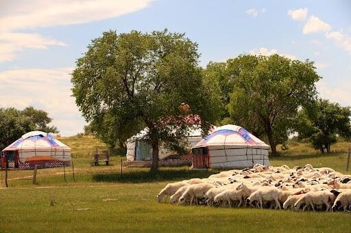 Nomadic family camp in Mongolia with traditional ger tents, a flock of sheep grazing on green pasture, and trees under a bright sky showing everyday rural life