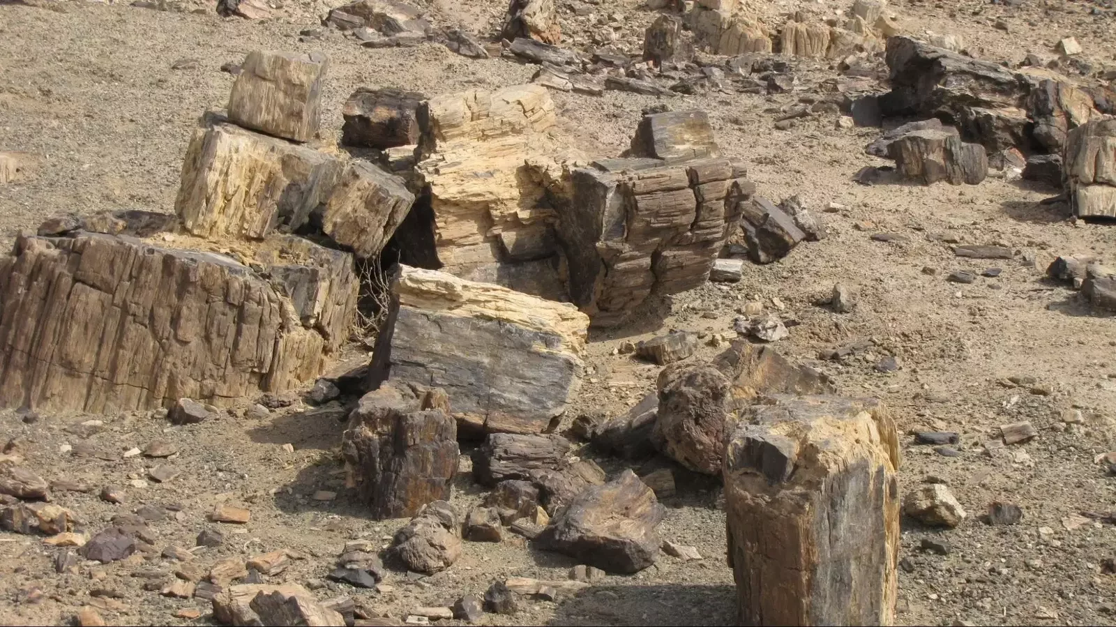 Mongolia tour destination petrified forest in Mongolian desert Gobi with fossilized trees by Gobi Trave