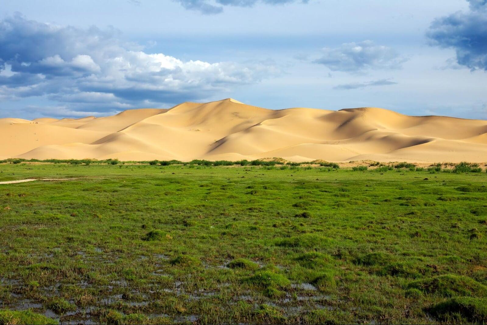 Bactrian camels trekking through sand dunes in the Mongolian Gobi Desert landscape