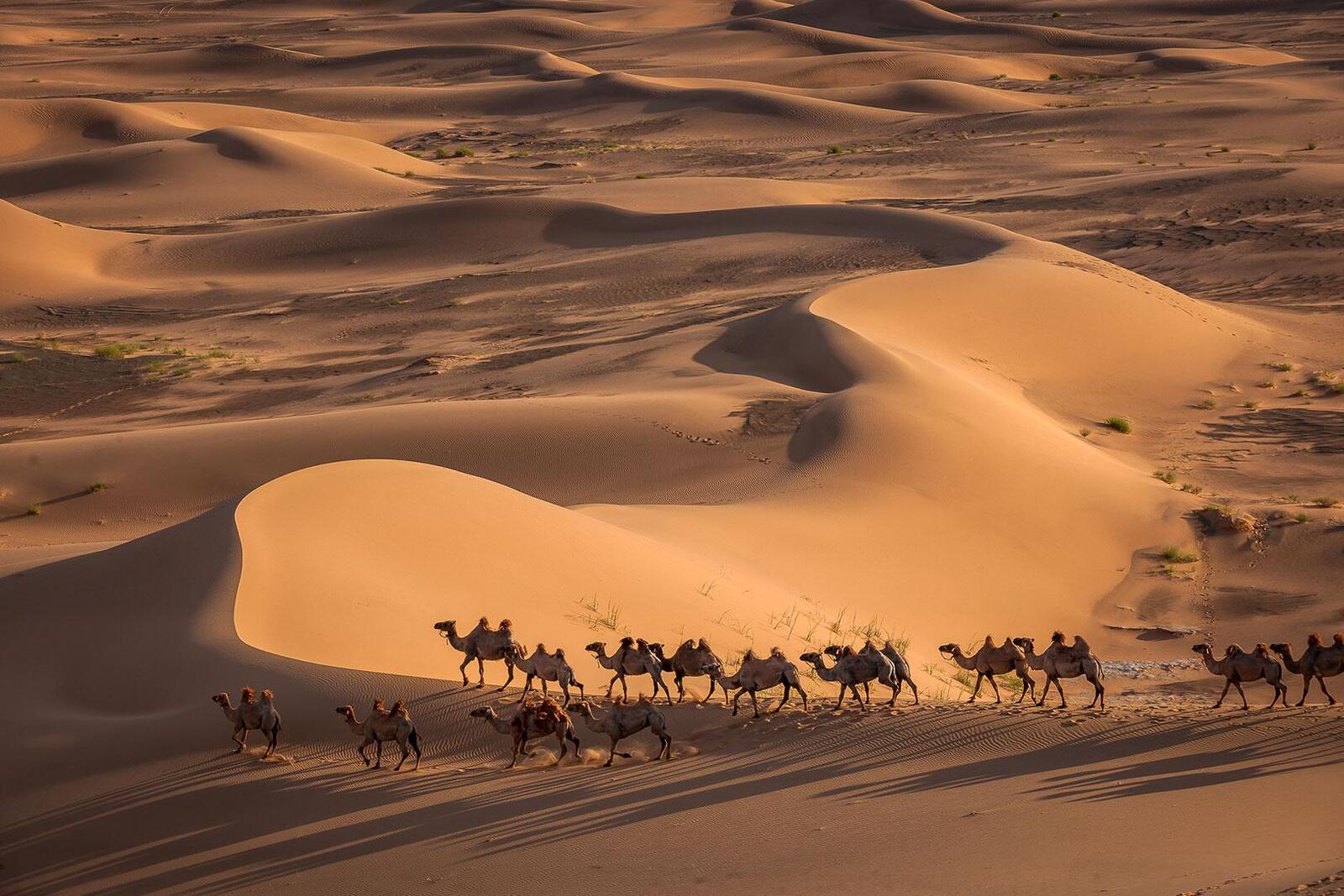 Bactrian camels trekking through sand dunes in the Mongolian Gobi Desert landscape