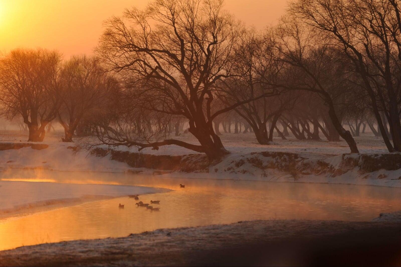 Golden sunrise over a snowy river in Mongolia with ducks and bare trees.