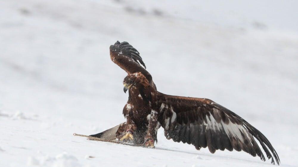 Golden eagle with wings spread on snowy ground, capturing prey in a winter landscape