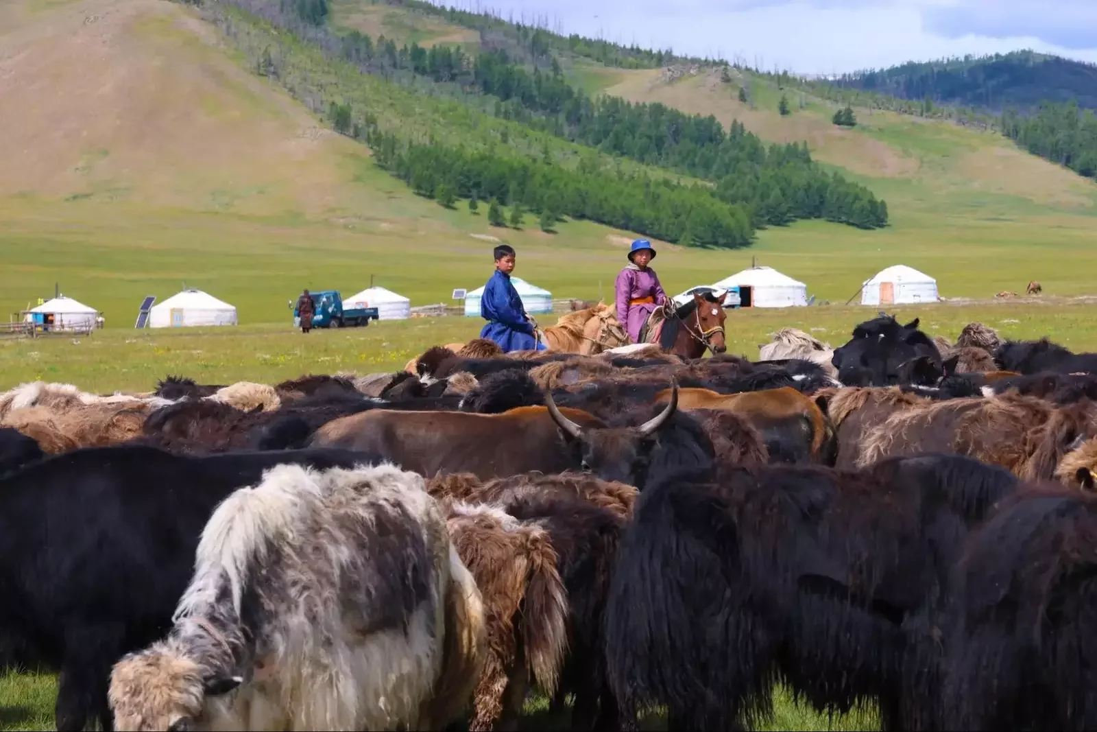   Nomadic herders with livestock near traditional ger camps in Mongolia.