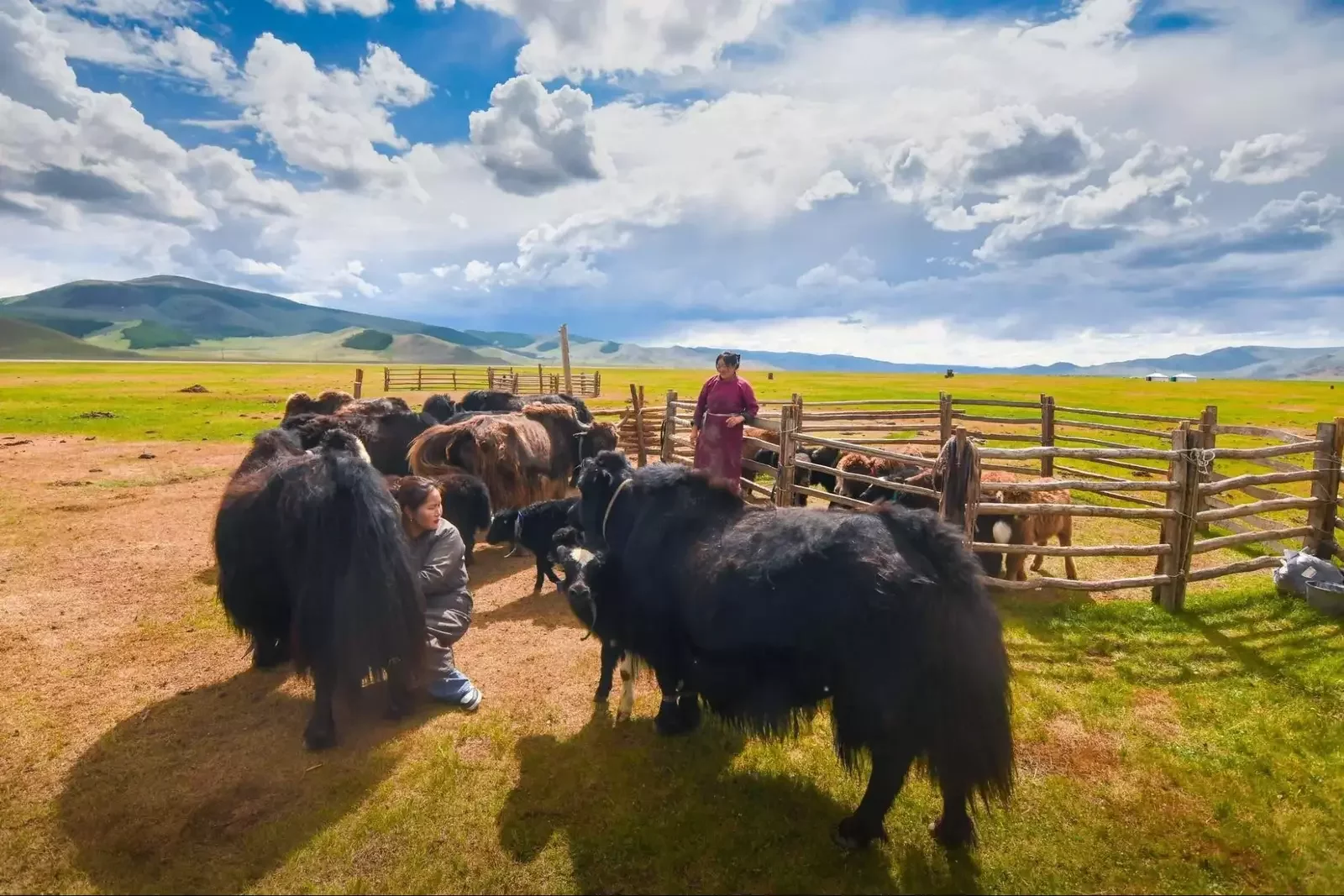  Daily livestock care is a central part of nomadic family life in Mongolia.