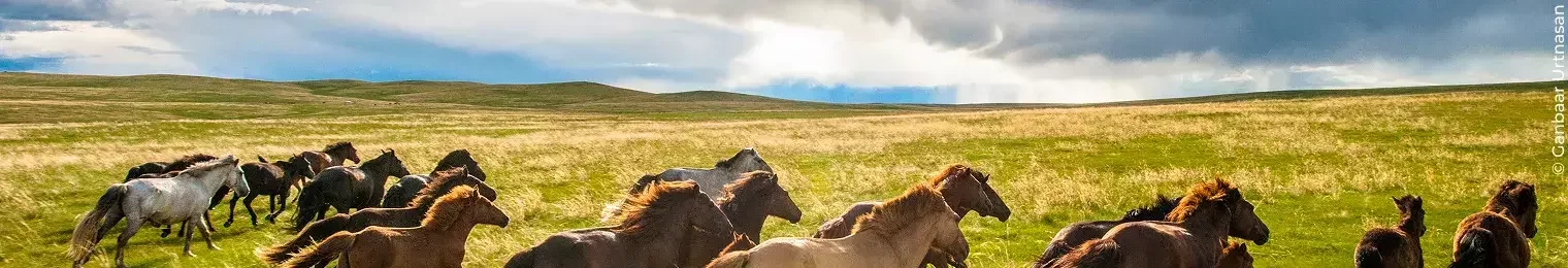 Horse in Open steppes