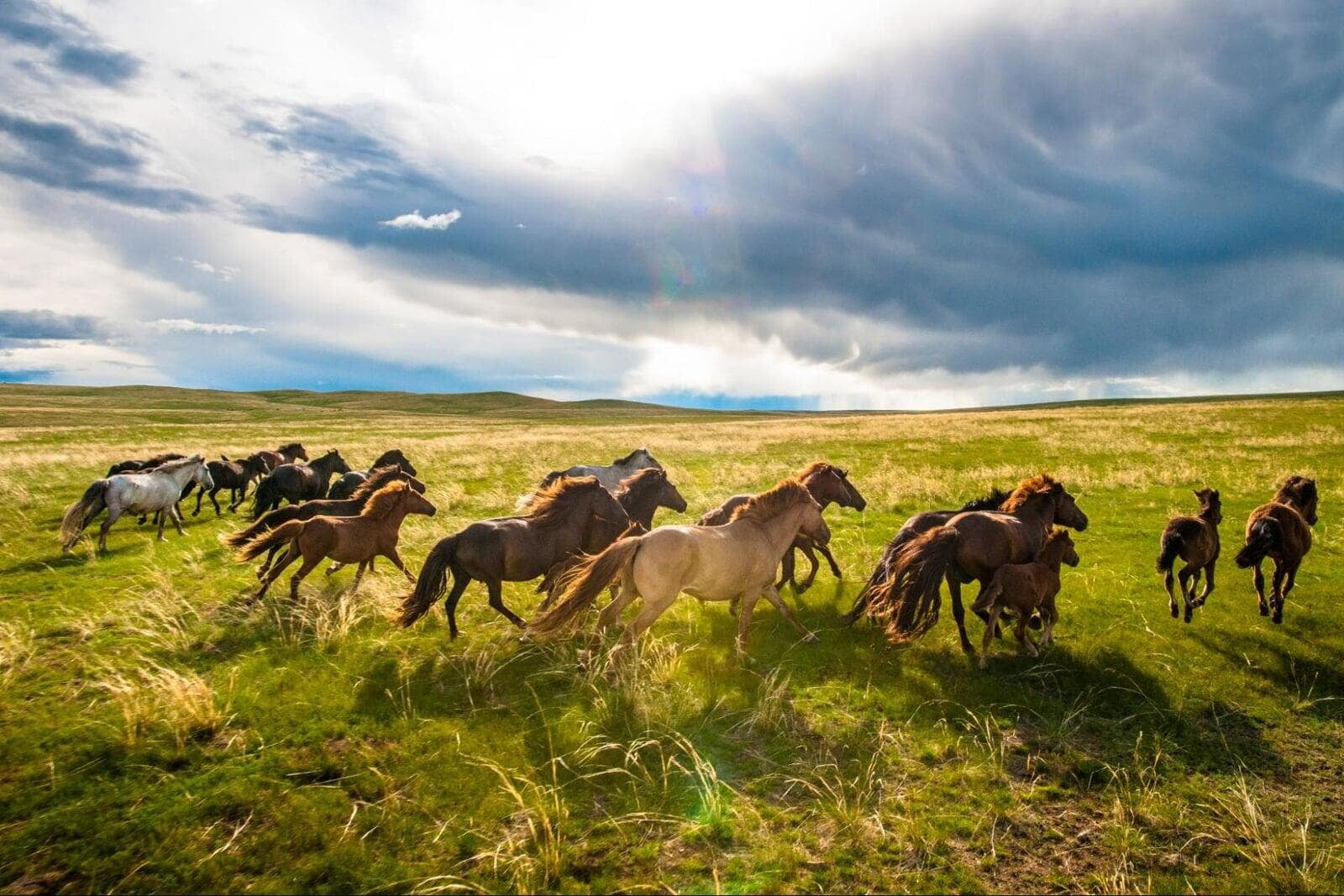 Wild horses running across grassland near Shiliin Bogd in Mongolia under dramatic sky showcasing vast steppe landscape during Mongolia travel and adventure trips I prefer this response