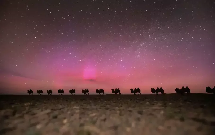 Overnight desert trip in the Gobi Desert, Mongolia, with camels moving under a starry night sky