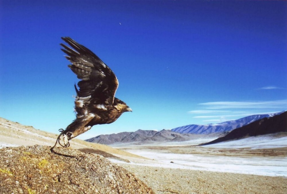 eagle in mid-flight taking off from rocky ground against a clear blue sky