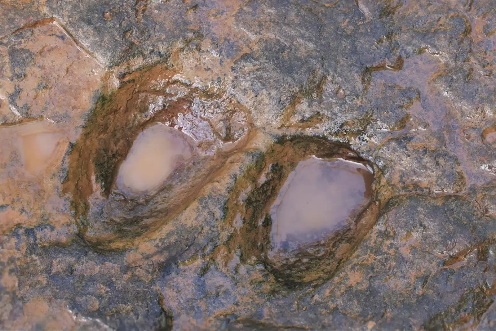 Dinosaur footprints at Shar Tsav in Mongolia, Mongolian desert Gobi, a highlight of Mongolia tour