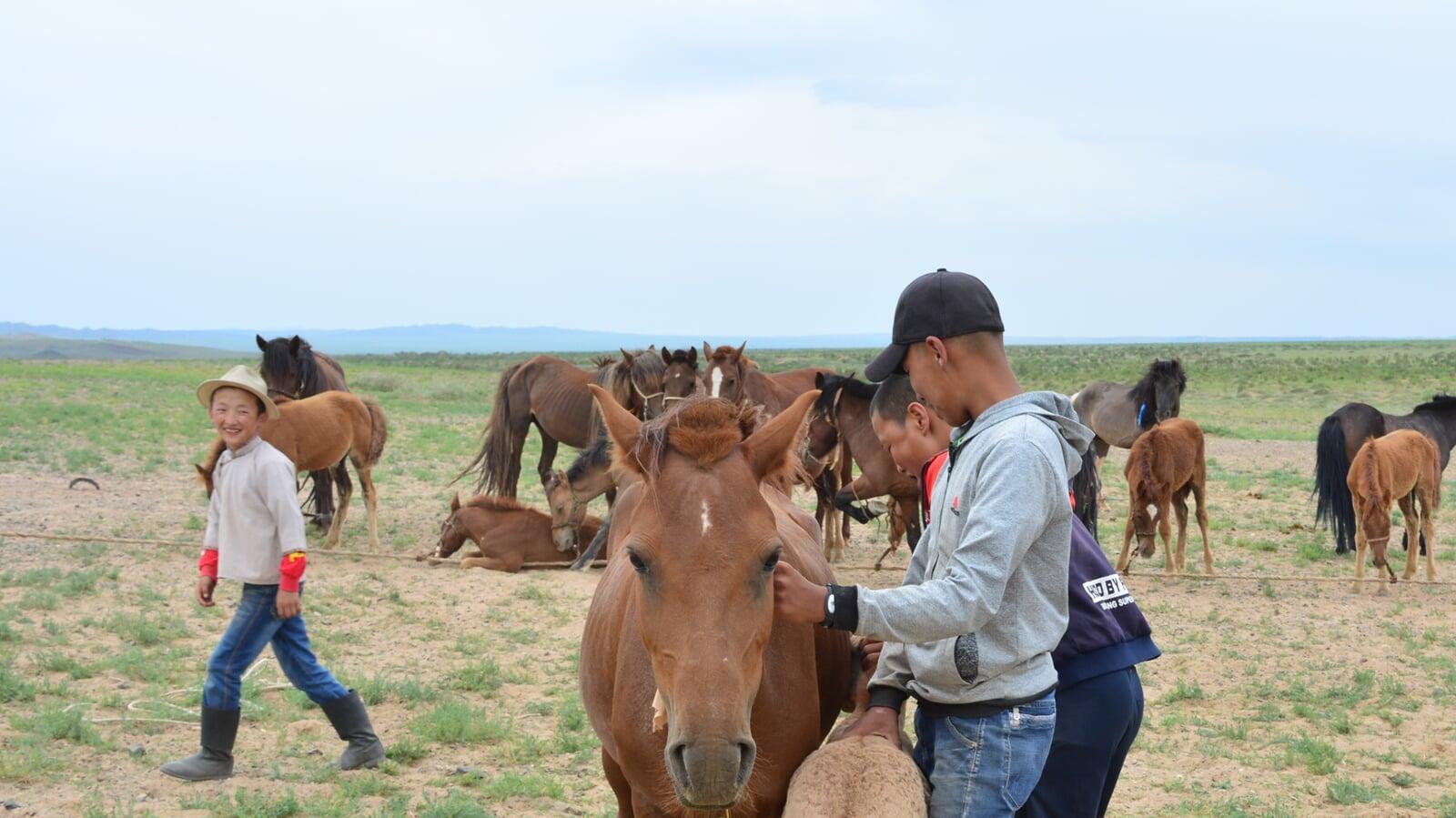 Travelers learning traditional nomadic life and horse handling with a local family in the Gobi Desert of Mongolia