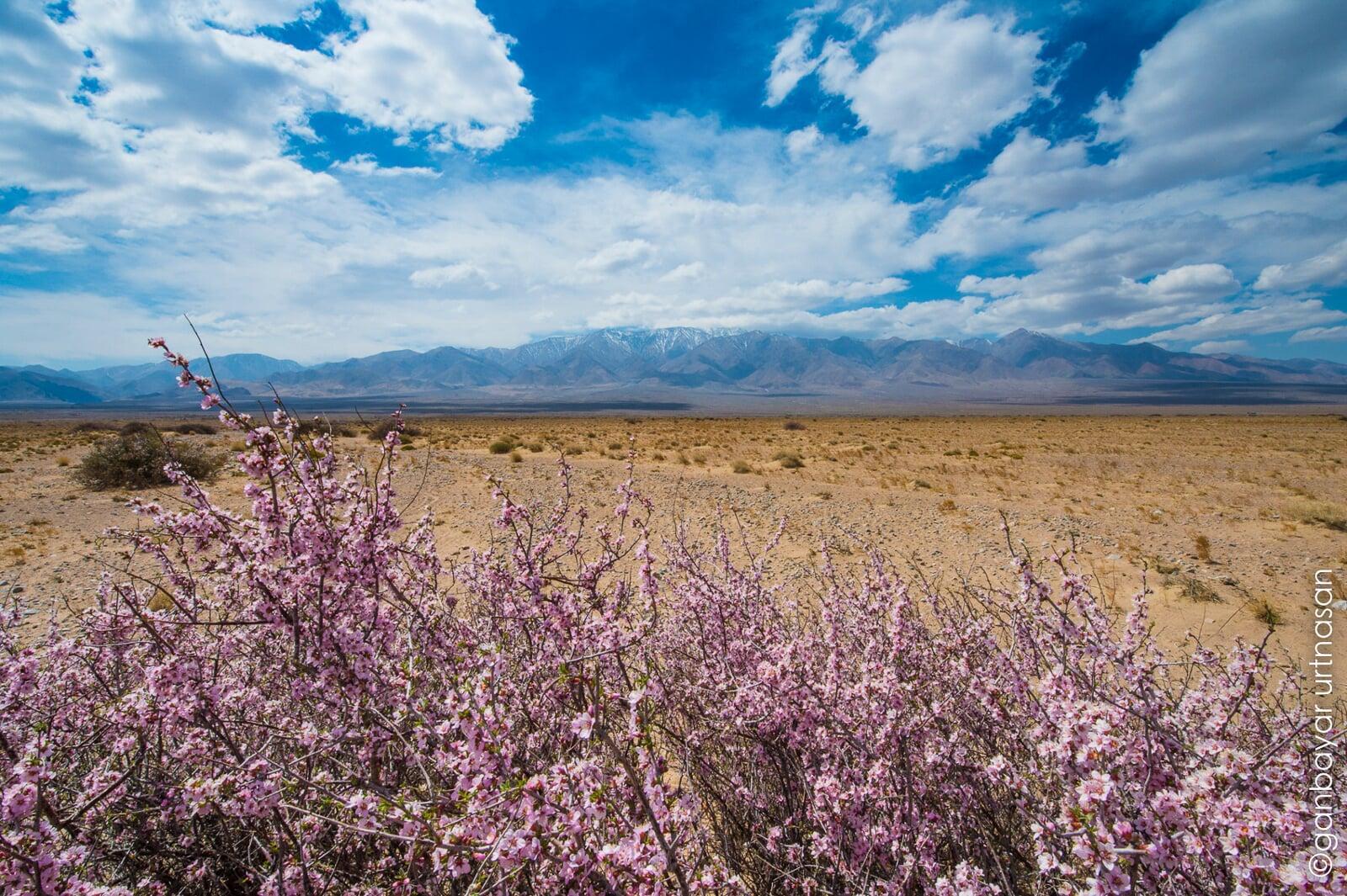 Wildflowers overlooking the Yolyn Am valley