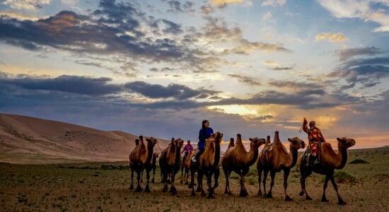 Camel caravan during sunset in the Gobi Desert
