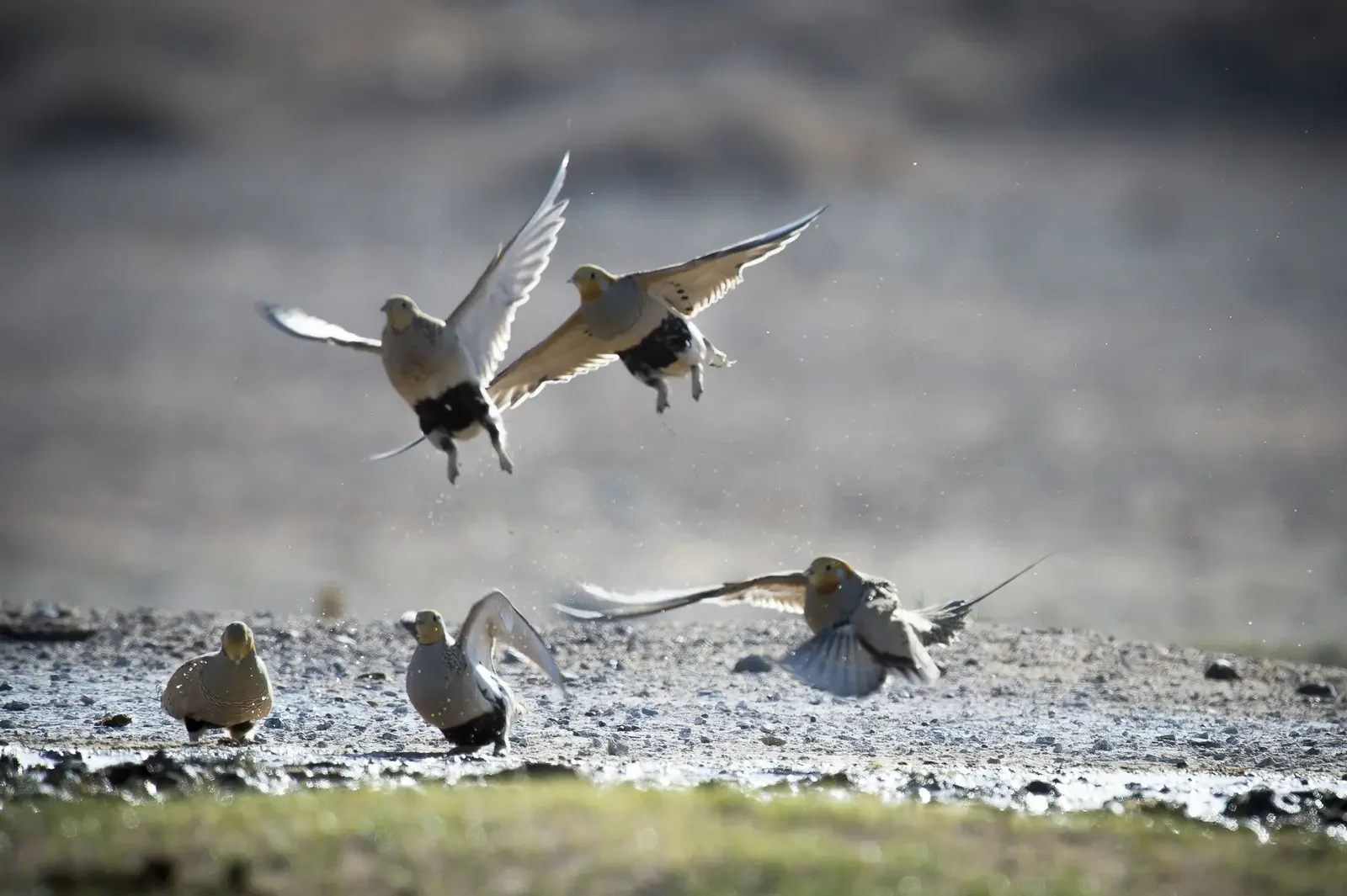 Wild birds taking flight in a Mongolian wetland during a wildlife tour